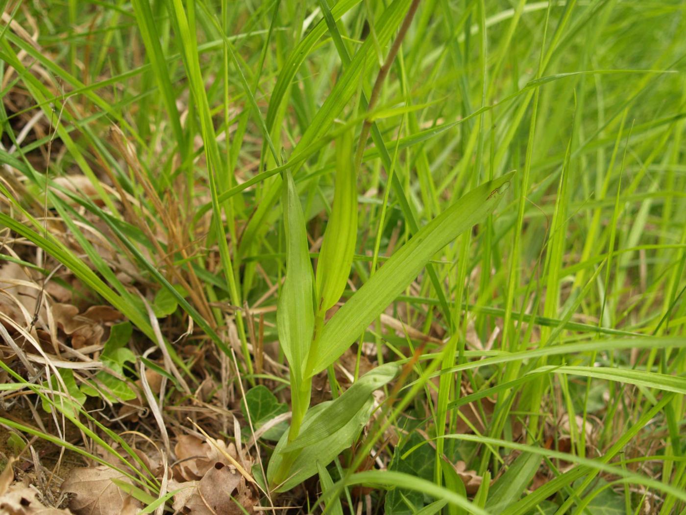 Helleborine, Marsh leaf